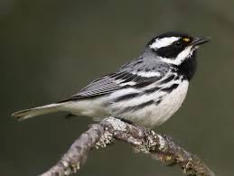 Bird With Orange Head And Black And White Striped Body Pin On Tattoo
