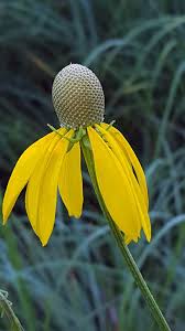 Image result for Cineraria pinnata