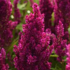 Image result for Celosia pandurata