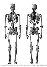 Check spelling or type a new query. Learn How To Draw A Skeleton Everyday Objects Step By Step Drawing Tutorials