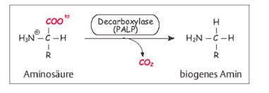 A biogenic amine is a biogenic substance with one or more amine groups. Reaktionen Der Aminosauren Vorklinik Via Medici