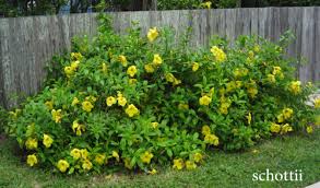 Image result for Allamanda schottii