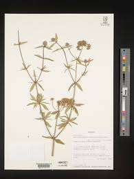 Image result for Agathisanthemum globosum