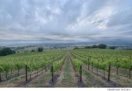 Cakebread Cellars Winery One Of My Favorites Napa Trip California Travel Places To Go