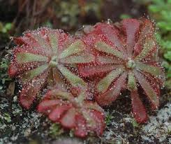 Image result for Drosera natalensis
