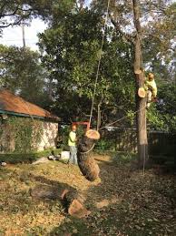 The average tree removal cost is $1,125 with the real range being $325 for small trees, right up to $7,900 for very large ones. Tree Removal Cost Determining Factors And Estimates