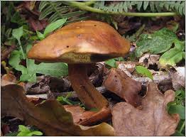 Image result for Boletus badius
