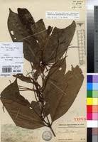 Image result for Oxyanthus