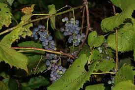 , plums, gooseberries, and oranges and other citrus fruits contain large amounts of pectin, while soft fruits, like cherries, grapes, and strawberries, contain. Survival Resources Simple Wild Grape Jelly