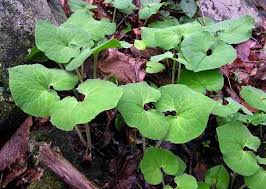 They grow from six to ten inches tall. Wild Ginger Plants Asarum Canadense Saratoga Seed