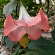 Pink Angels Trumpet Plant Beautiful Tropical Flowering Shrub for Gardens