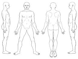 Studying the structure of a human body without visual aid is quite complicated. Outline Human Body Diagram Tablon