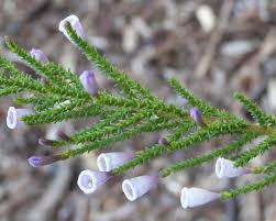 Image result for Fabiana imbricata