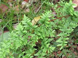 Image result for Cheilanthes viridis
