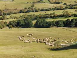 3:46 gabriela dima 109 940 просмотров. Regulamentul De PÄƒsunat Pe Teritoriul Administrativ Al Comunei Sadu JudeÅ£ul Sibiu Comuna Sadu