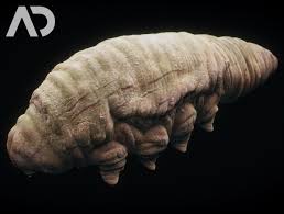 Image result for Demodex folliculorum