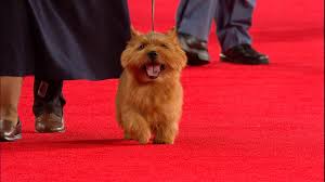 Read our online guide complete with pics and info on characteristics, health and life style. Beverly Hills Dog Show Norwich Terrier 2018 Terrier Group Nbc Sports