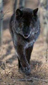 One Of The Most Beautiful Wolves I Have Seen Animals Beautiful Wolves Cute Animals