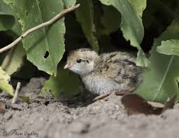 Image result for quail