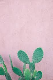 The prickly spines on the pads. Will Cactus Grow In Florida Rch Landscaping