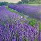 Maryland Lavender Festival