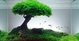 Planted Aquarium Basics How To Set Up A Planted Tank Live Aquarium Plants Aquascape Aquarium Planted Aquarium
