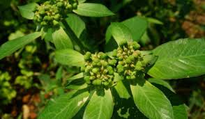 Image result for Euphorbia heterophylla