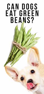 Like chicken bones, veterinary experts typically agree that pork bones aren't safe, whether they're cooked or raw. Can Dogs Eat Green Beans A Guide To Green Beans For Dogs