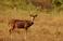 Image of How much do axis deer weigh?