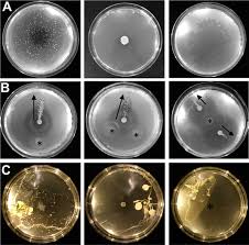 Search across a wide variety of disciplines and sources: Microbial Hitchhiking How Streptomyces Spores Are Transported By Motile Soil Bacteria The Isme Journal