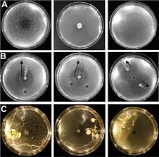 We also provide delightful, beautifully crafted icons for common actions and. Microbial Hitchhiking How Streptomyces Spores Are Transported By Motile Soil Bacteria The Isme Journal