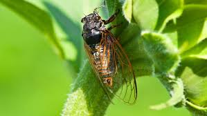 How long do cicadas live. St Louis News Cicadas Make Early Appearance Ksdk Com