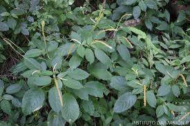 Image result for Hilleria latifolia