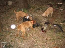 Image result for štýrský brakýř