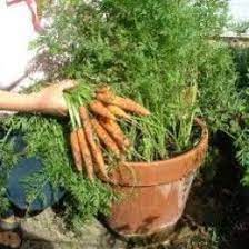How To Grow Your Own Vegetables In Pots And Containers Container Gardening Vegetables Growing Carrots Lawn And Garden