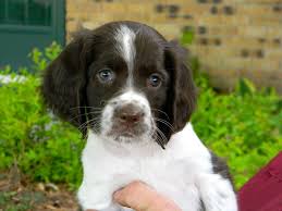 The english springer spaniel has long and hanging ears to go with a fairly long coat. Researchbreeder Com Find French Spaniel Puppies For Sale Genetic Testing Done
