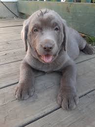 Lab beagle terry mix.beautiful and healthy dog.we have fostered him and he is ready for a new home.he. Silver Lab Ranch Home Facebook