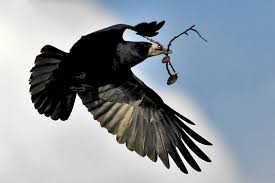 Meist im august bis september je die regulierung von tauben und krähen dient der verhinderung von schäden in der. Rabenvogel Vorurteile Und Fakten Nabu