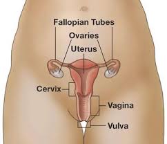 Image result for uterus