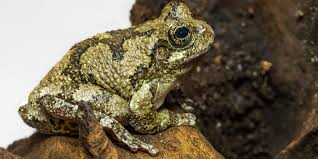 Gray tree frog | Smithsonians National Zoo and Conservation Biology  Institute