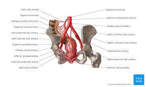 It runs downwards along the lateral wall of pelvis, descends to the lesser pelvis through the upper part of the greater sciatic foramen, dividing into an anterior and a posterior trunk Iliac Arteries Branches And Clinical Points Kenhub