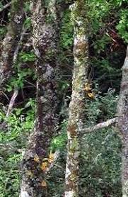 Image result for Polystachya epiphytica