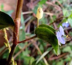 Image result for Commelina diffusa