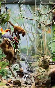 Many of the animals have special adaptations that allow them to live in the tropical conditions, but they would not survive outside of this ecosystem. Tropical Rainforest Animals Continuation Izi Travel