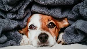 If it's kept long, they have a heavy coat. The Best Dog Blankets To Keep Your Pup Snuggly And Warm