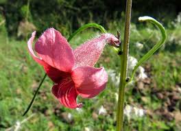 Image result for Sesamum alatum