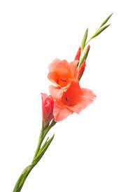 What Each Birth Month Flower Means And How To Arrange Them Birth Month Flowers Month Flowers August Birth Flower