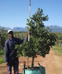 Image result for Curtisia dentata