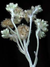 Image result for Pseudognaphalium luteo-album