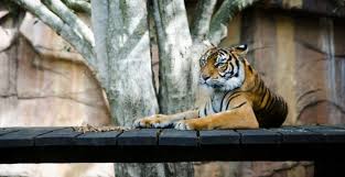 How To Become A Zookeeper What Qualifications Do I Need To Be A Zookeeper